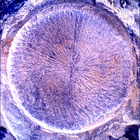 SIF_1769_0823982587_281EBY_N0850000SRLC01025_0000LMJ