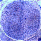 SIF_1770_0824085801_769EBY_N0850000SRLC02504_0000LMJ