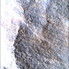 SIF_1783_0825227456_421EBY_N0860356SRLC00663_0000LMJ