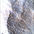 SIF_1783_0825227469_308EBY_N0860356SRLC00663_0000LMJ