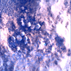 SIF_1824_0828884330_250EBY_N0874084SRLC00378_0000LMJ