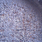SIF_1824_0828886354_113EBY_N0874084SRLC00424_0000LMJ