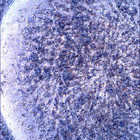 SIF_1853_0831448592_894EBY_N0880206SRLC00636_0000LMJ