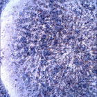 SIF_1853_0831448594_464EBY_N0880206SRLC00636_0000LMJ