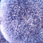 SIF_1853_0831448769_347EBY_N0880206SRLC00636_0000LMJ