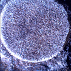 SIF_1886_0834382869_429EBY_N0881722SRLC01022_0000LMJ