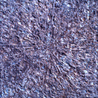 SIF_1886_0834383248_085EBY_N0881722SRLC00328_0000LMJ